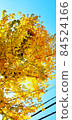 Ginkgo tree and electric wire (vertical) 84524166