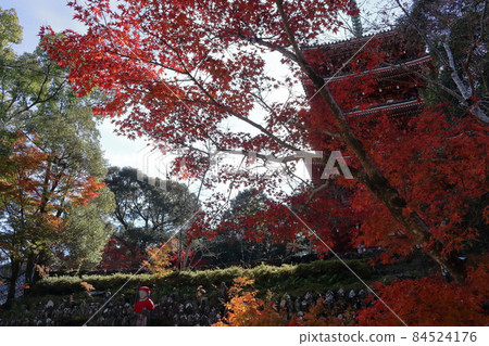 五台山竹林寺（高知縣高知市）的紅葉 84524176