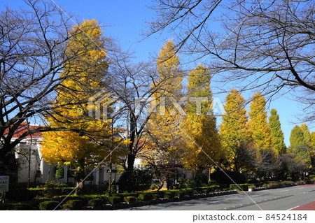 十一月:國度82銀杏(Ginkgo)、大學院路的黃葉 十一月:國度82銀杏(Ginkgo)、大學院路的黃葉 84524184