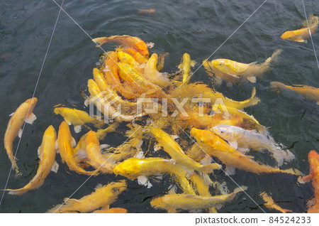 金鯉魚 金鯉魚 84524233