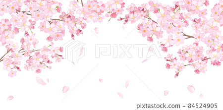 櫻花和散落的花瓣的拱形框架。水彩插圖。寬大的背景。 84524905