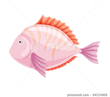 Marine tropical exotic pink fish vector illustration on white background 84524908