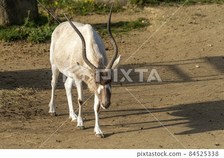 addax close up portrait addax close up portrait 84525338