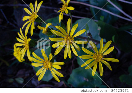 Yellow flower (Leopard plant?) Yellow flower (Leopard plant?) 84525971