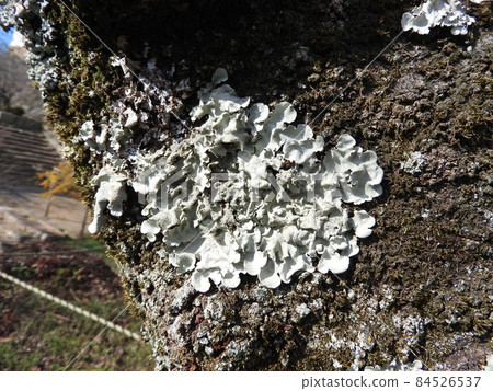 Lichen "Parmotrema tinctorum" that occurred on the trunk of cherry blossoms 84526537