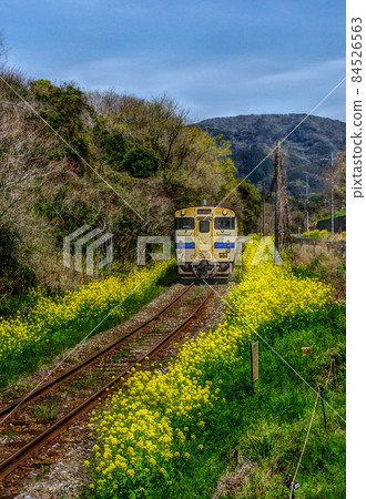 Diesel and rape blossoms 84526563