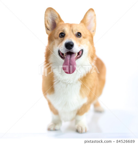 Corgi dog with his tongue sticking out on white background Corgi dog with his tongue sticking out on white background 84526689
