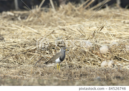 Kelly Kelly 84526746