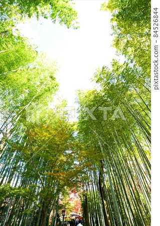 Maple leaves of Shuzenji Maple leaves of Shuzenji 84526844