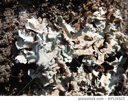 Lichen "Parmotrema tinctorum" that occurred on the trunk of cherry blossoms 84526925