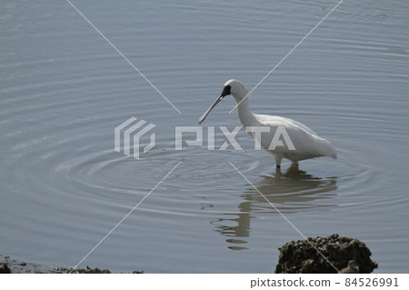 Arao City Oshima Fishing Port Spoonbill, 84526991