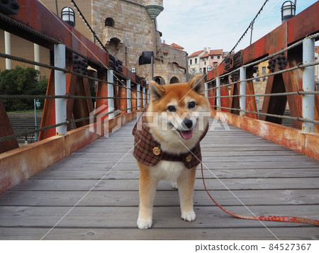 Going out with a Shiba Inu 84527367