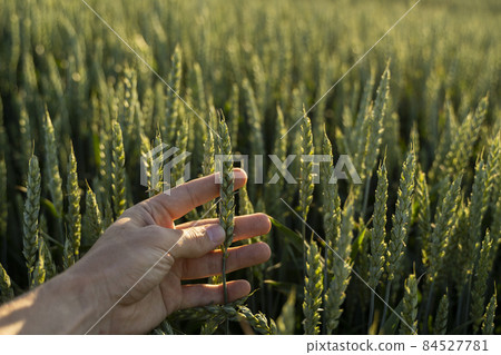 Close up of wheat ears growing on the agricultural field in a fertile soil. Summer landscape. Agriculture harvest. Countryside background. Grain for wheat flour. Agribusiness. 84527781