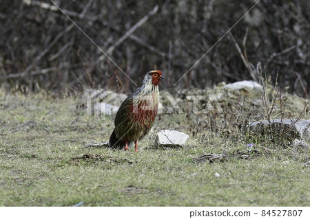 生活在喜馬拉雅山和尼泊爾高山的一隻色彩斑斕的美麗雄性血雉 84527807