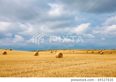 bales of dry straw in the field after harvest bales of dry straw in the field after harvest 84527816