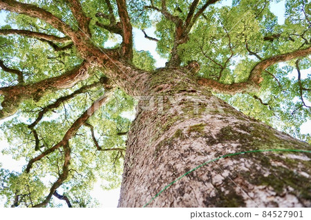 從下面仰望的樟樹 84527901