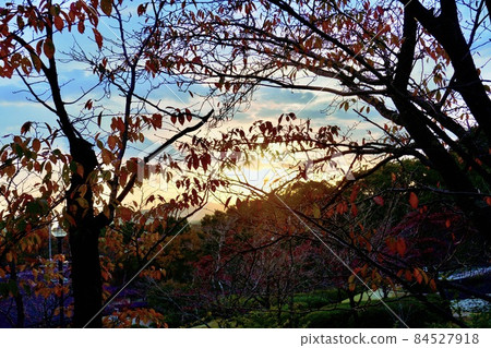 Sunset trees 84527918