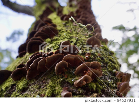 Moss and mushrooms growing on trees 84527931