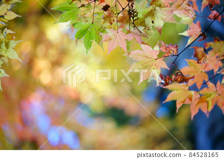 Looking up at the autumn leaves in the foreground against the backdrop of a tall giant tree 11 84528165