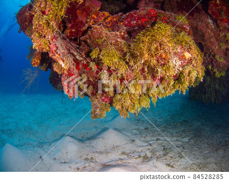 Rocks overgrown with a type of cactus (seagrass) (Grand Cayman, Cayman Islands) 84528285