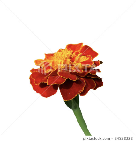 Marigold flower, macro photo. Isolated on a white background. Marigold flower, macro photo. Isolated on a white background. 84528328