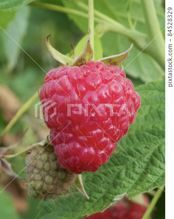 A single ripe raspberry berry, macrophoto. Ripe pink berry. A single ripe raspberry berry, macrophoto. Ripe pink berry. 84528329