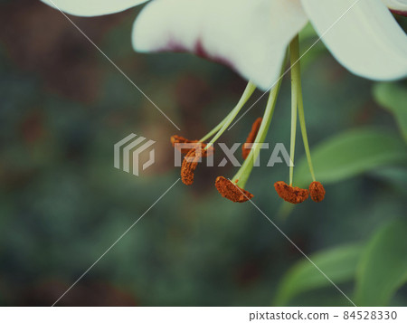 Pistil and stamens of lily covered with pollen, macro photo. Pistil and stamens of lily covered with pollen, macro photo. 84528330