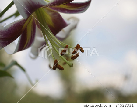 One large lily flower taken in close-up. A beautiful flower on a blurry background. One large lily flower taken in close-up. A beautiful flower on a blurry background. 84528331