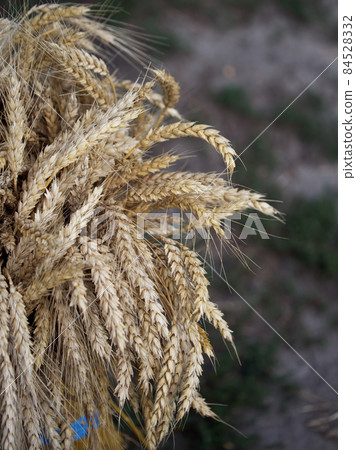 A bunch of ripe wheat ears, close-up. Ripe ears of corn. A bunch of ripe wheat ears, close-up. Ripe ears of corn. 84528332