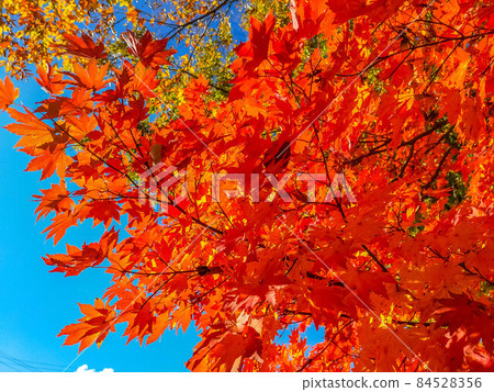 伴著印度夏天的藍天和秋葉 84528356