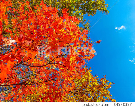 伴著印度夏天的藍天和秋葉 84528357