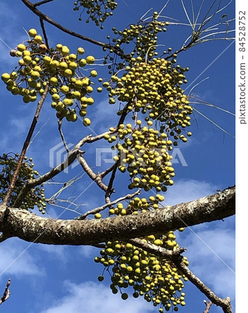 Chinaberry Ha Futaba Yoriyoshi Shiiga Sandalwood Dehanainoga Chinaberry ……… Chinaberry ……… 84528752
