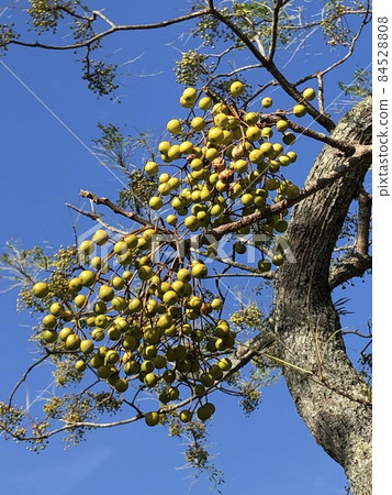 Chinaberry Ha Futaba Yoriyoshi Shiiga Sandalwood Dehanainoga Chinaberry ……… Chinaberry ……… 84528808