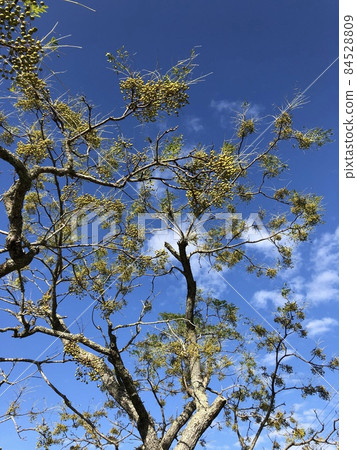 Chinaberry Ha Futaba Yoriyoshi Shiiga Sandalwood Dehanainoga Chinaberry ……… Chinaberry ……… Chinaberry Ha Futaba Yoriyoshi Shiiga Sandalwood Dehanainoga Chinaberry ……… Chinaberry ……… 84528809