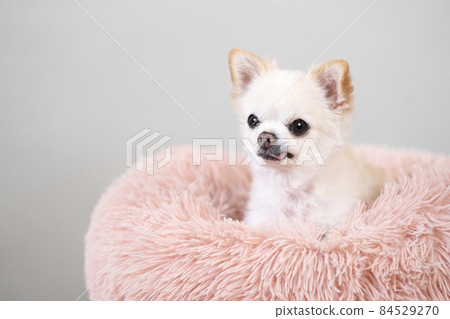 Chihuahua coming out of a fluffy pink bed 84529270