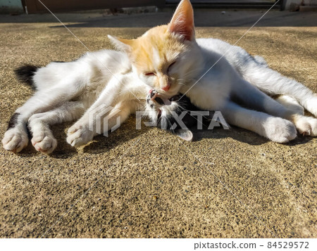 Good friend cat 84529572