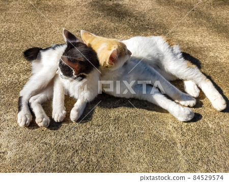 好朋友貓 84529574