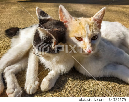 好朋友貓 84529579