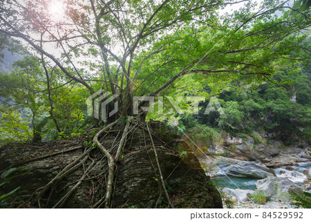 台灣，花蓮，麒麟，台灣，花蓮，溪流，台灣，花蓮，溪流， 84529592