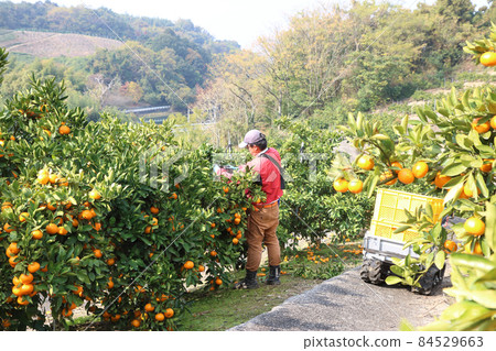 A young man harvesting tangerines in a tangerine field A young man harvesting tangerines in a tangerine field 84529663