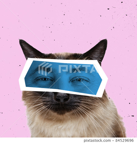Contemporary art collage with portrait of fluffy Thai cat with male eyes isolated over pink background. Animals with human emotions 84529696