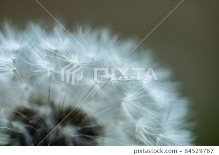 White fluffy dandelion flower on a blurred background. 84529767