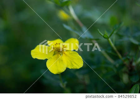 Blooming shrubby cinquefoil in summer forest, Finland Blooming shrubby cinquefoil in summer forest, Finland 84529852