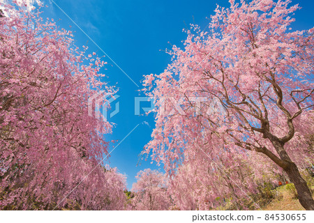 [Nara Prefecture] April ・ A refreshing blue sky and weeping cherry blossoms in full bloom 84530655