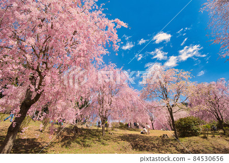 [奈良縣]四月·清新的藍天和盛開的垂枝櫻花 84530656
