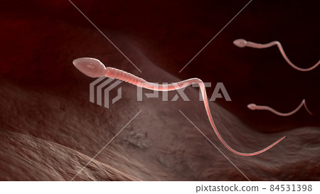 Male sperm cells 84531398
