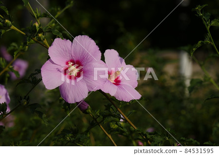 Rose of Sharon Rose of Sharon 84531595
