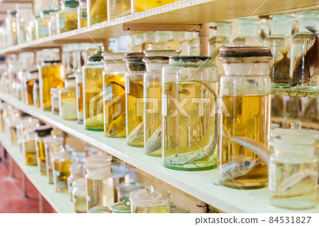 Marine animals preserved alcohol in glass tubes Marine animals preserved alcohol in glass tubes 84531827