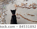 Black cat on sea beach ocean coastline for holiday vacation 84531892