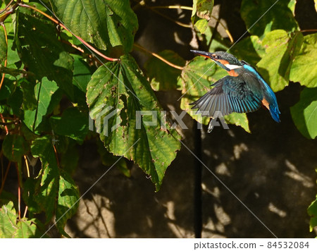 Kingfisher on the riverside. Kingfisher on the riverside. 84532084
